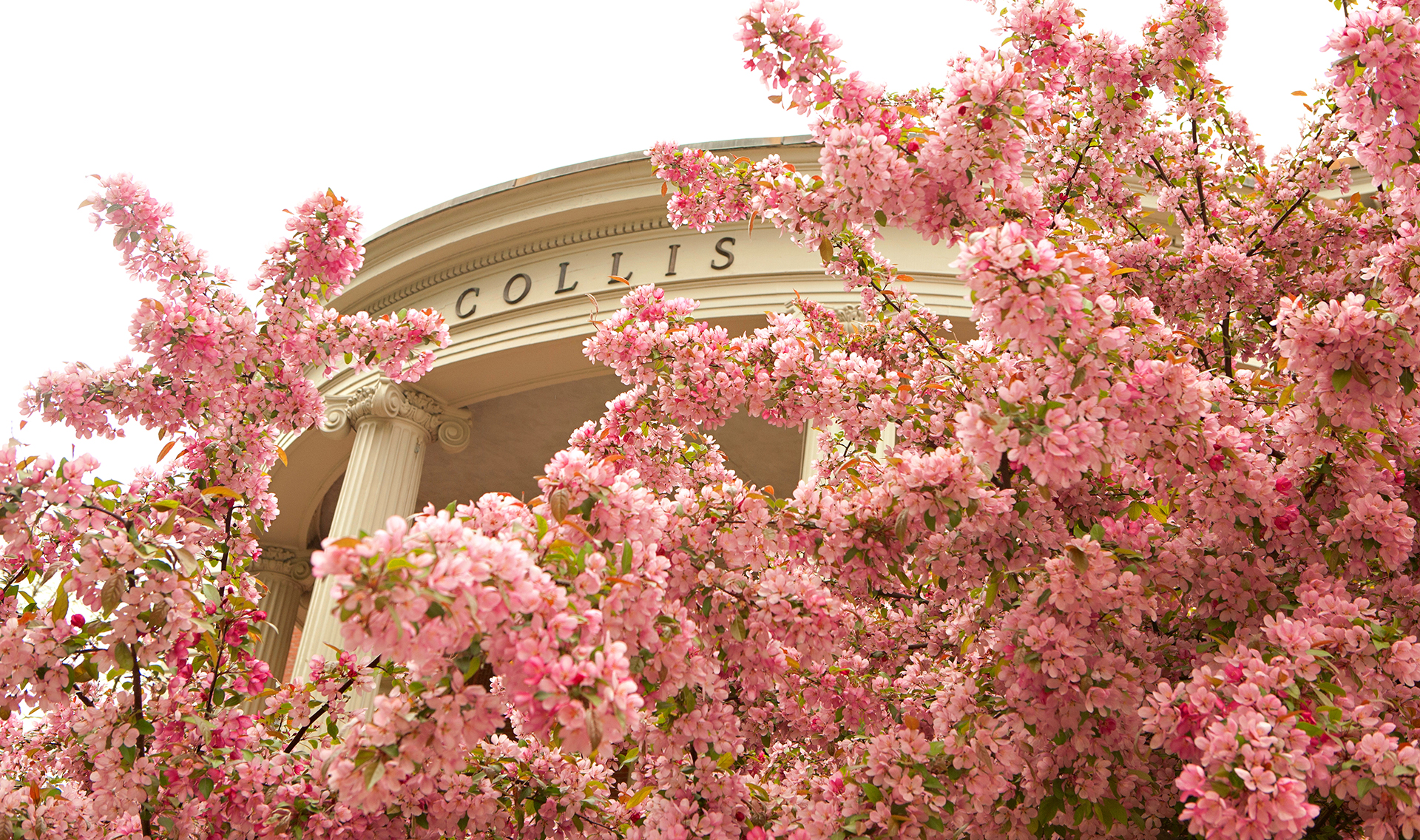 An apple tree blooms in front of Collis Photo of an apple tree in bloom in front of Collis
