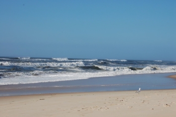 A seagull at the beach on the south fork of Long Island
