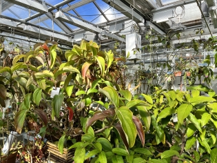 A greenhouse full of bright green plants.