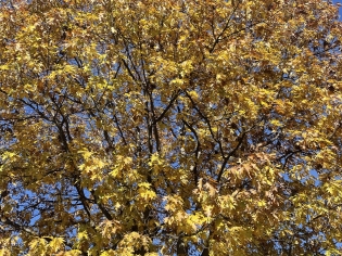 Yellow Tree on the Green Yellow Tree on the Green