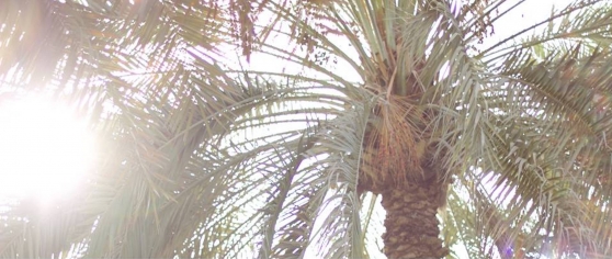 palm