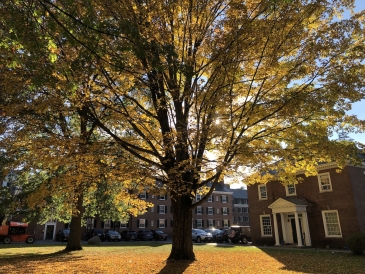 A setting sun shines through a tree.