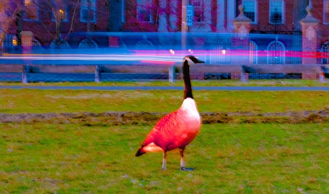 Picture of a goose while a car is passing through in the background.