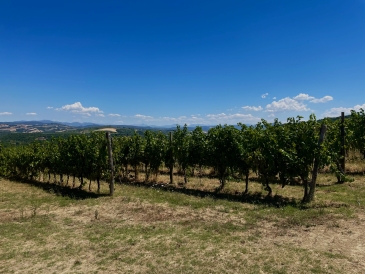 Italian Wine Farm Field Italian Farm Field
