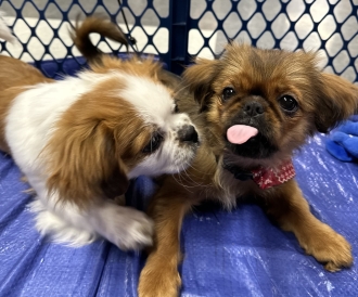 Two cute brown and white puppies! One has his tongue sticking out.