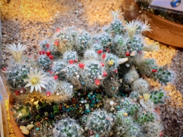Cactus in Xeric Room of Greenhouse