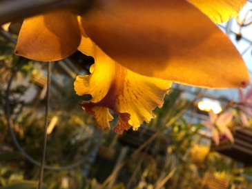 Greenhouse Orchid