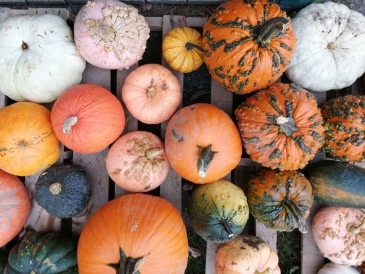 Pumpkins! Pumpkins
