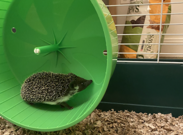 Porkbun On Her Wheel