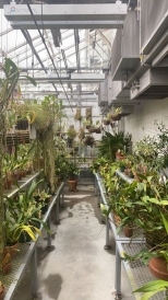 A picture of various green foliage in the Dartmouth Greenhouse. 