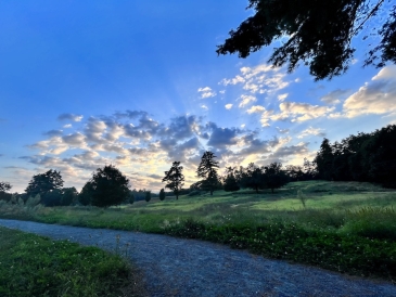 A defunct golf course, now with trees and other plants growing on it, at sunset