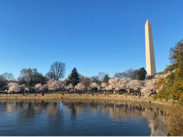 A picture of the Cherry Blossoms at the DC National Mall and Tidal Basin.