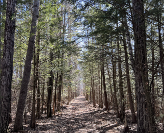 Picture showing trail with tall trees lined up on the sides