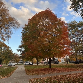 pretty tree on dartmouth green