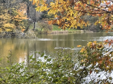 a patch of occom pond and some orange foliage. there are three canada geese in the water