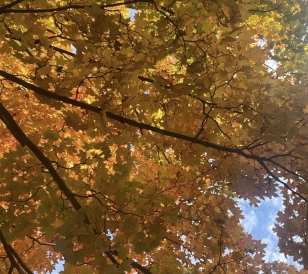 Fall colors on a tree at Dartmouth.