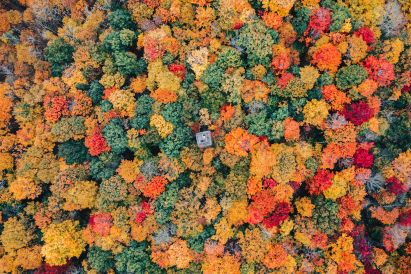 Colorful fall leaves