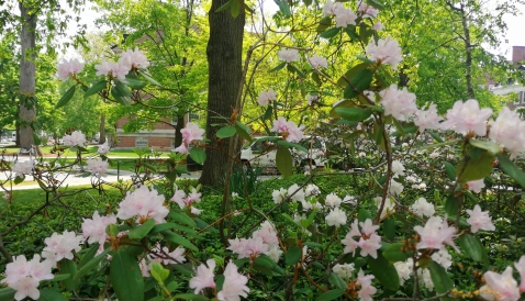 Pink flowers on a bush outside in the shade