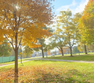 A picture of vibrant-colored leaves on a tree in front of Baker-Berry library.