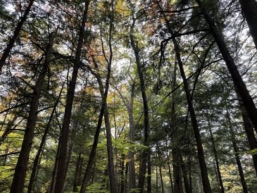 Tree Canopy in Appalachian Trail
