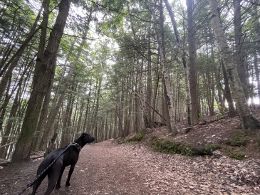 Back dog on trail filled with towering pine trees. 