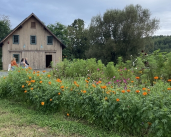 Dartmouth Organic Farm with blooming orange flowers 