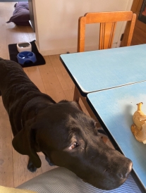 A picture of my Host Family's dog sniffing my breakfast.