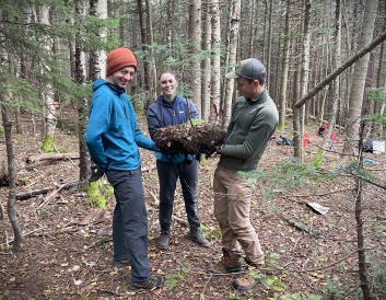 Three trail-workers are holding a fir they've just dug out in the woods.