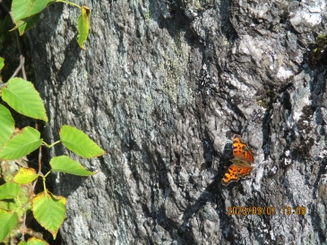 Small red, orange, and black butterfly on a rock. With a tree branch with green leaves nearby.