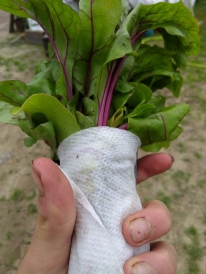 beet greens wrapped in a wet paper towel held by Lily