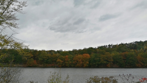 A body of water with ever-green trees at the background