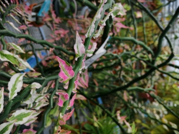 Green House Plant