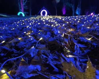 a picture of bright lights on the forest floor - Frost Ligths