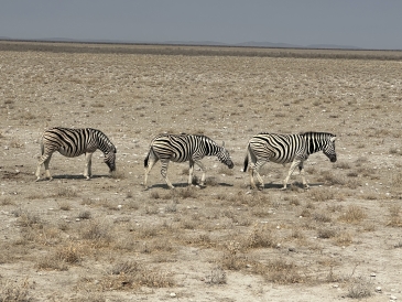 Three zebras in the dry desert