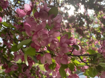 a picture of close up pink tree blossom 