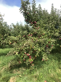Apple Orchard in New Hampshire