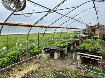 A picture of the inside of a plastic greenhouse. In the middle, there are two long tables covered in trays of seedlings