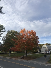 Fall term = Beautiful foliage!