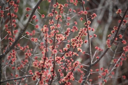 a picture of tree blossoms from Vermon