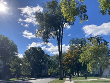 A photo of a tall tree illuminated by light taken in the summer