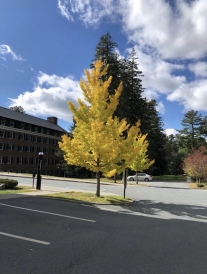 A picture of a fall tree at Dartmouth
