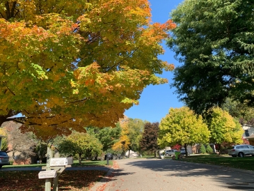 Michigan Trees Changing Color in Fall