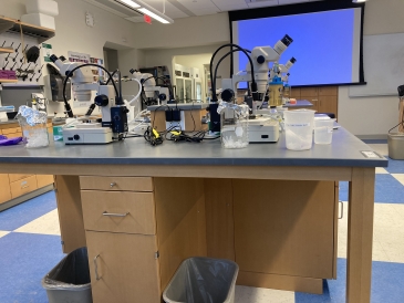 Lab table with microscopes on it
