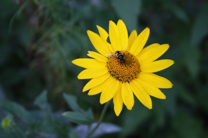 Bug on yellow flower with dark green plant foliage background