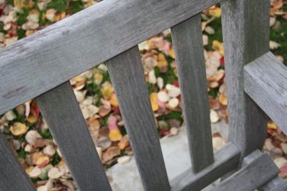 Bench outside Wilder Hall with fall leaves on the ground behind it