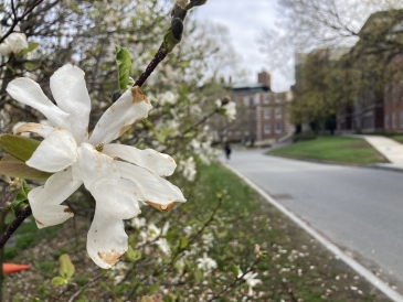 a view focused on a white blosson on a cloudy day with Wilder hall in the background