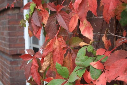 Fall Leaves next to a Wilder Hall Window