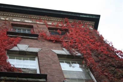 Red Leaf Vines on Wilder Hall