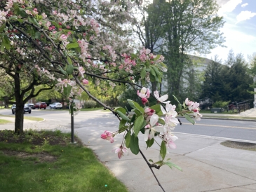 a picture of pink and white flowers on a tree with the street blurred in the background on a sunny day