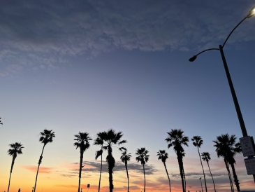 An image of a sunset with a backdrop of palm trees